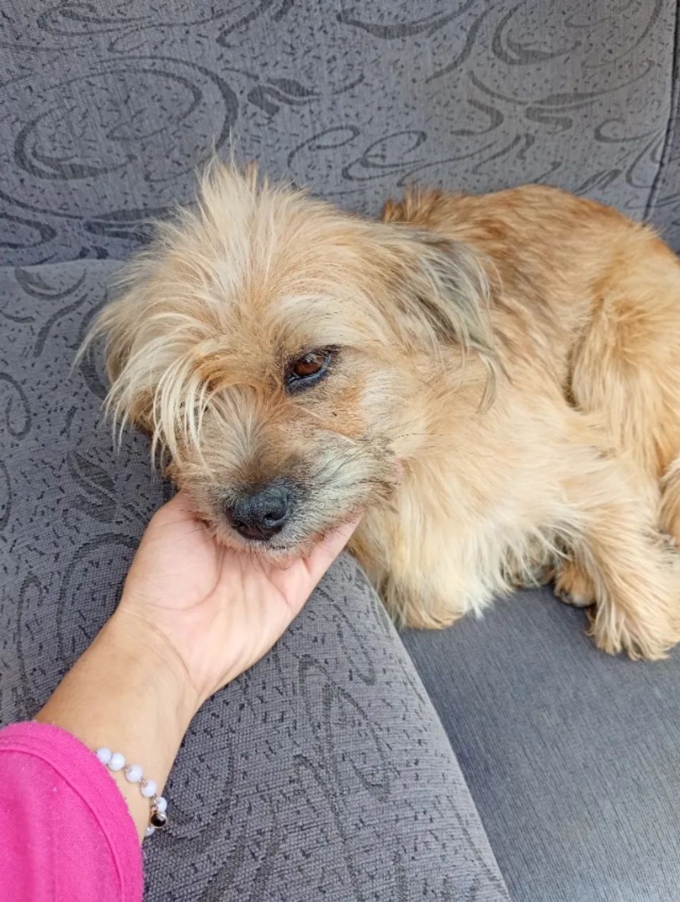 Cachorrinha - Foto 2