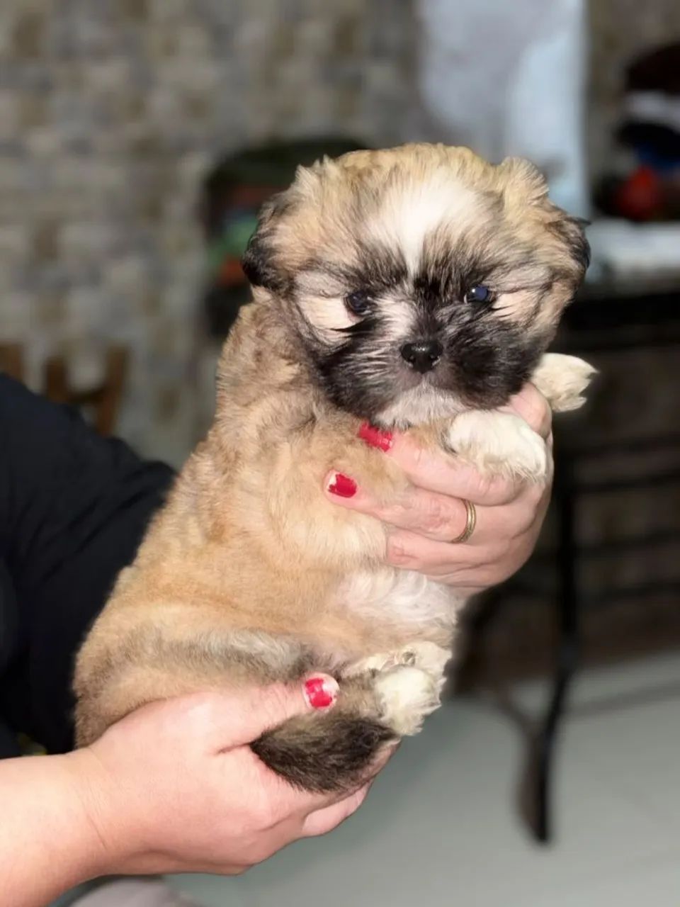 Machinho de Shitzu 