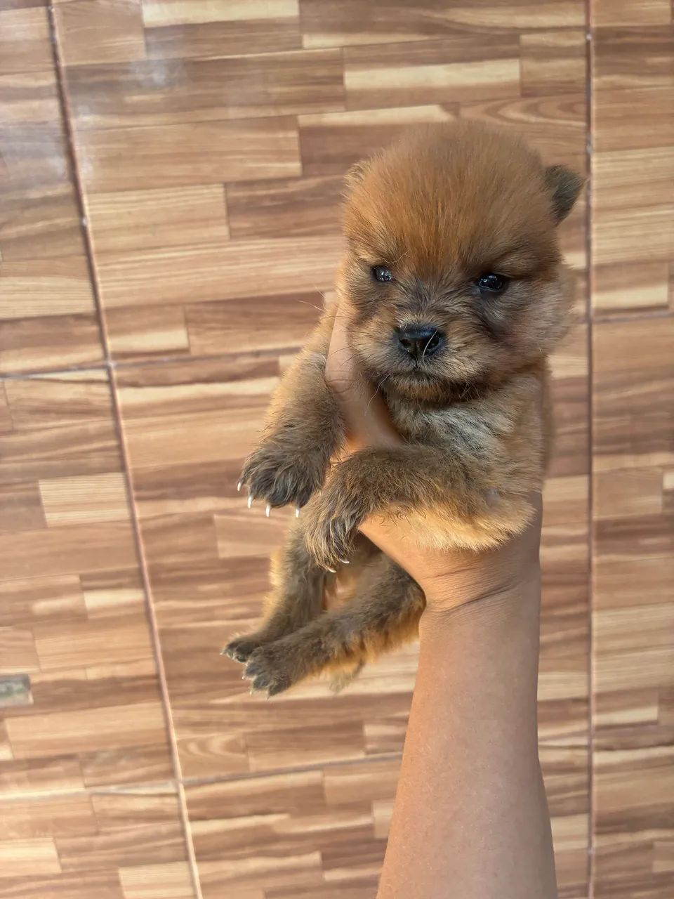 Chow Chow  - Foto 3