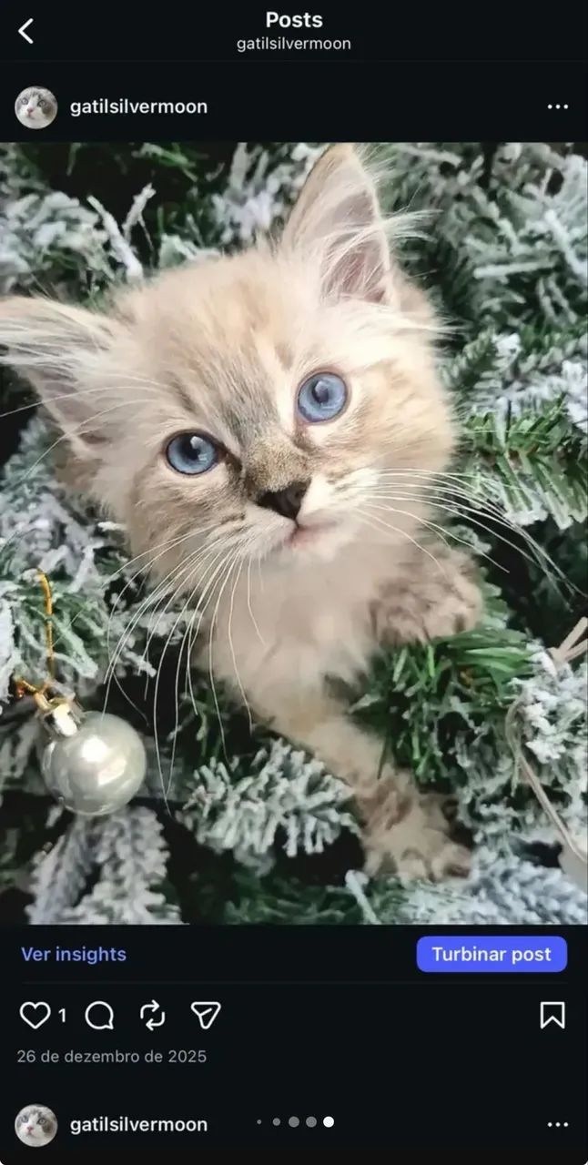 Filhotes de gato Ragdoll ou Siberiano - Foto 2