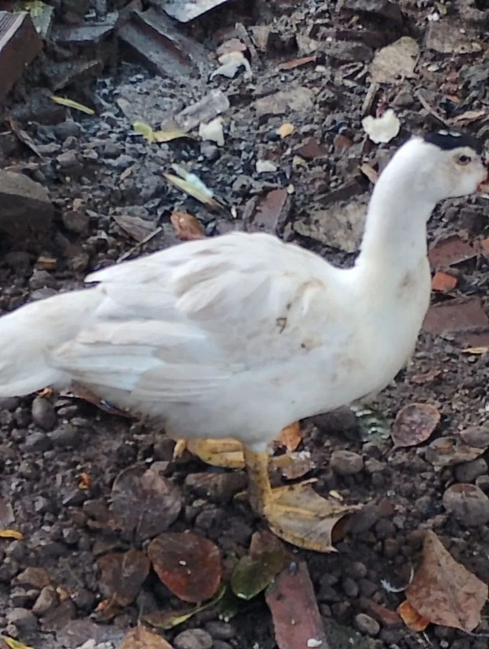 Patos Lindos  - Foto 2
