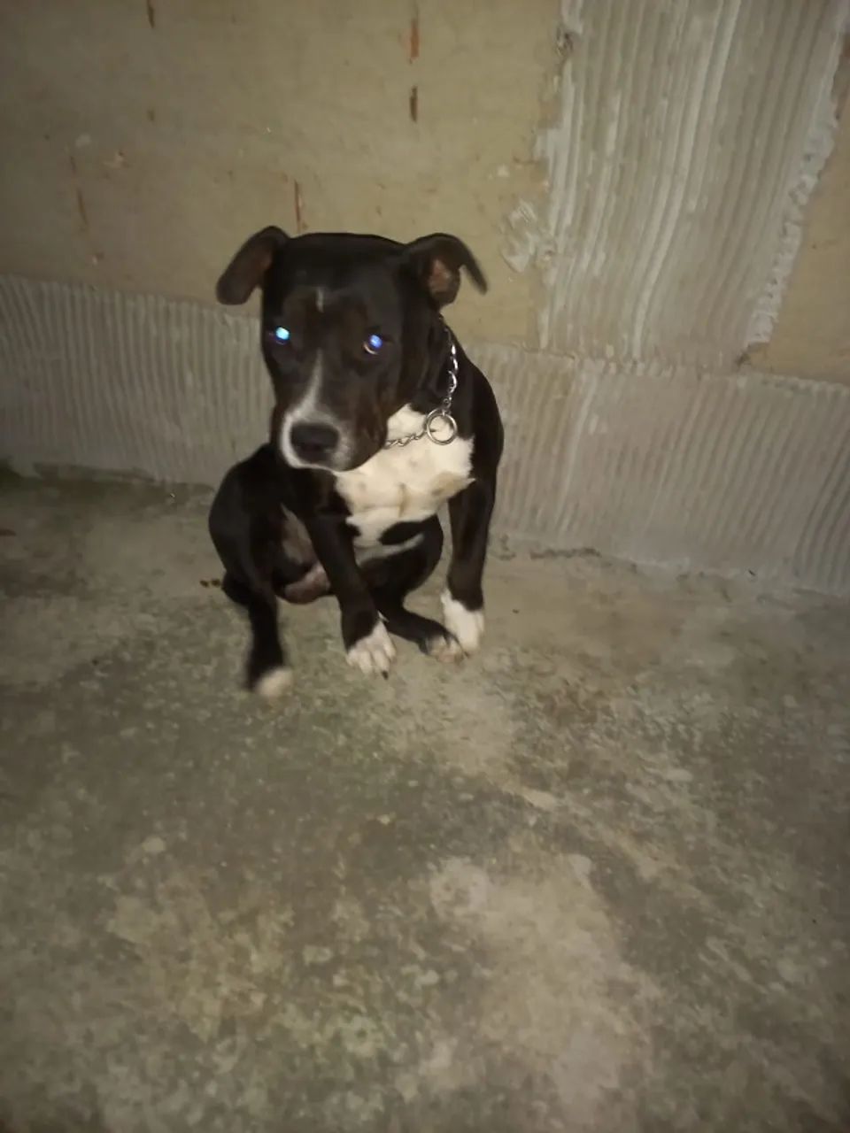 Doação de Pitbull dócil  - Foto 2