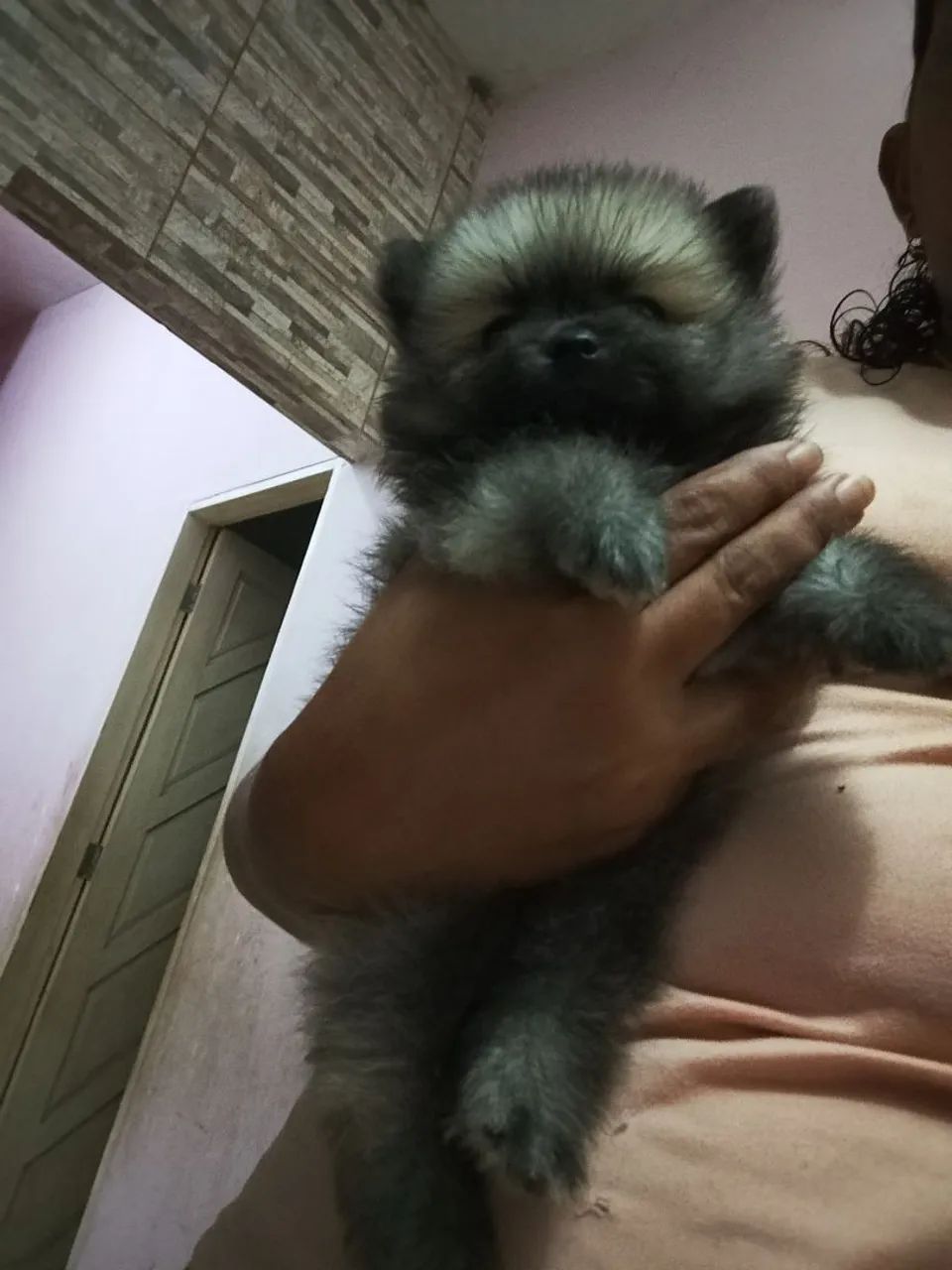 Spitz alemão anao