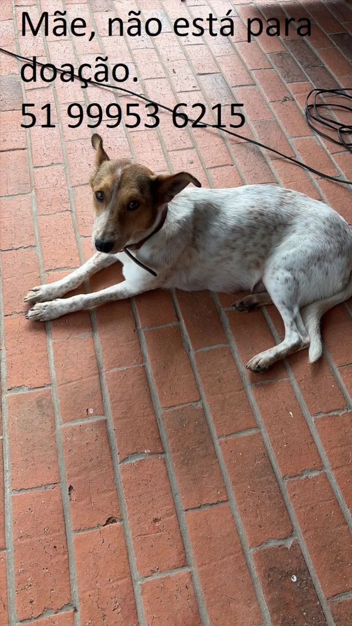 Filhotes de cachorro para doação - Foto 4