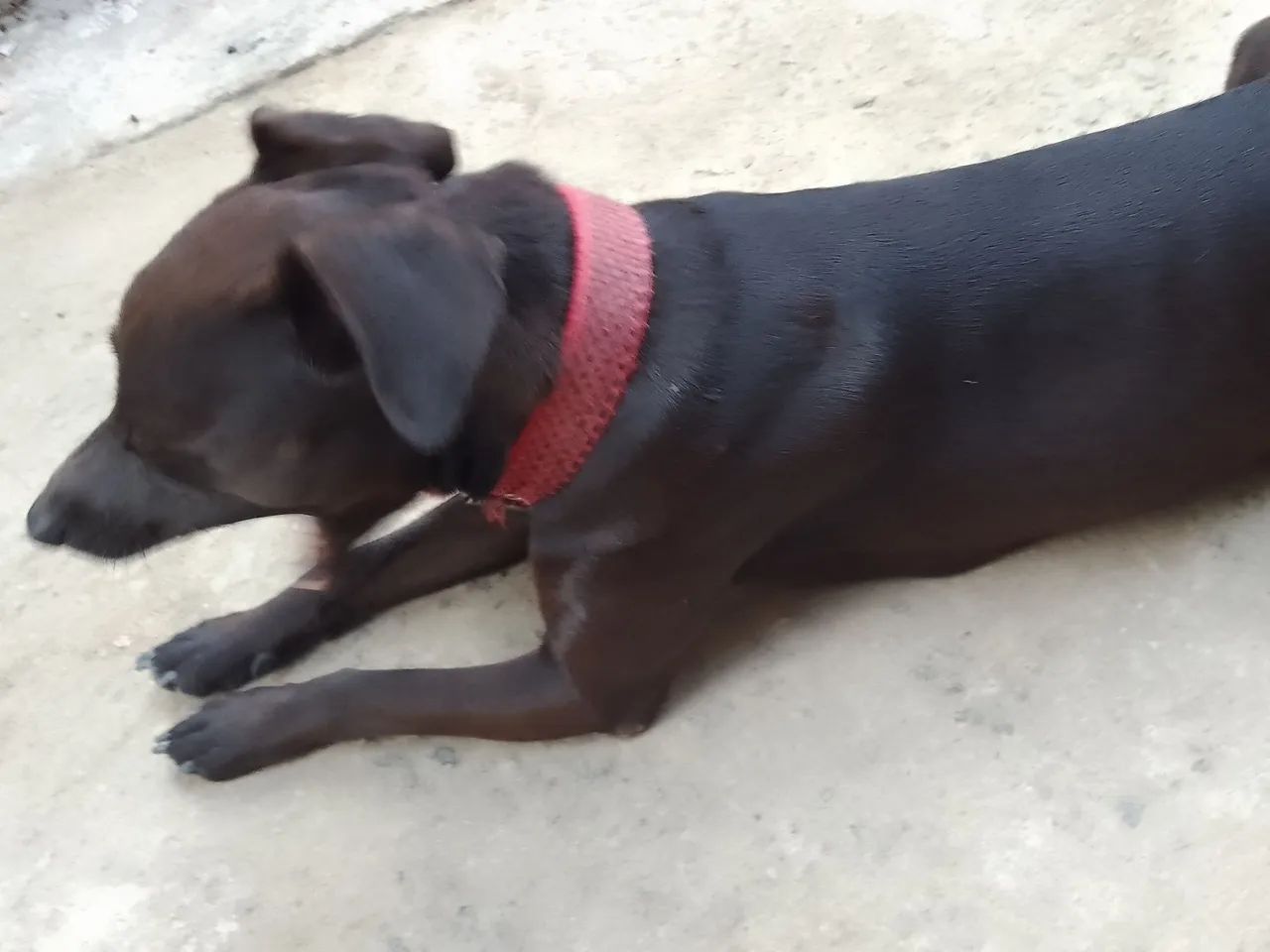 Doação cachorro  - Foto 3
