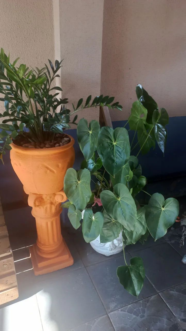 Plantas  - Foto 5