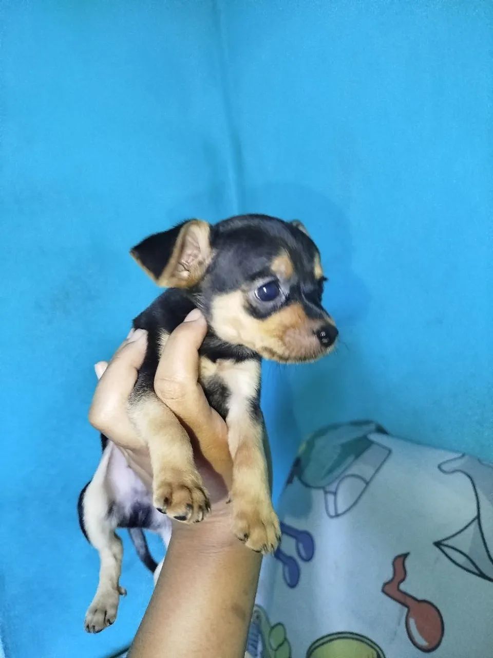 Filhote pinscher 