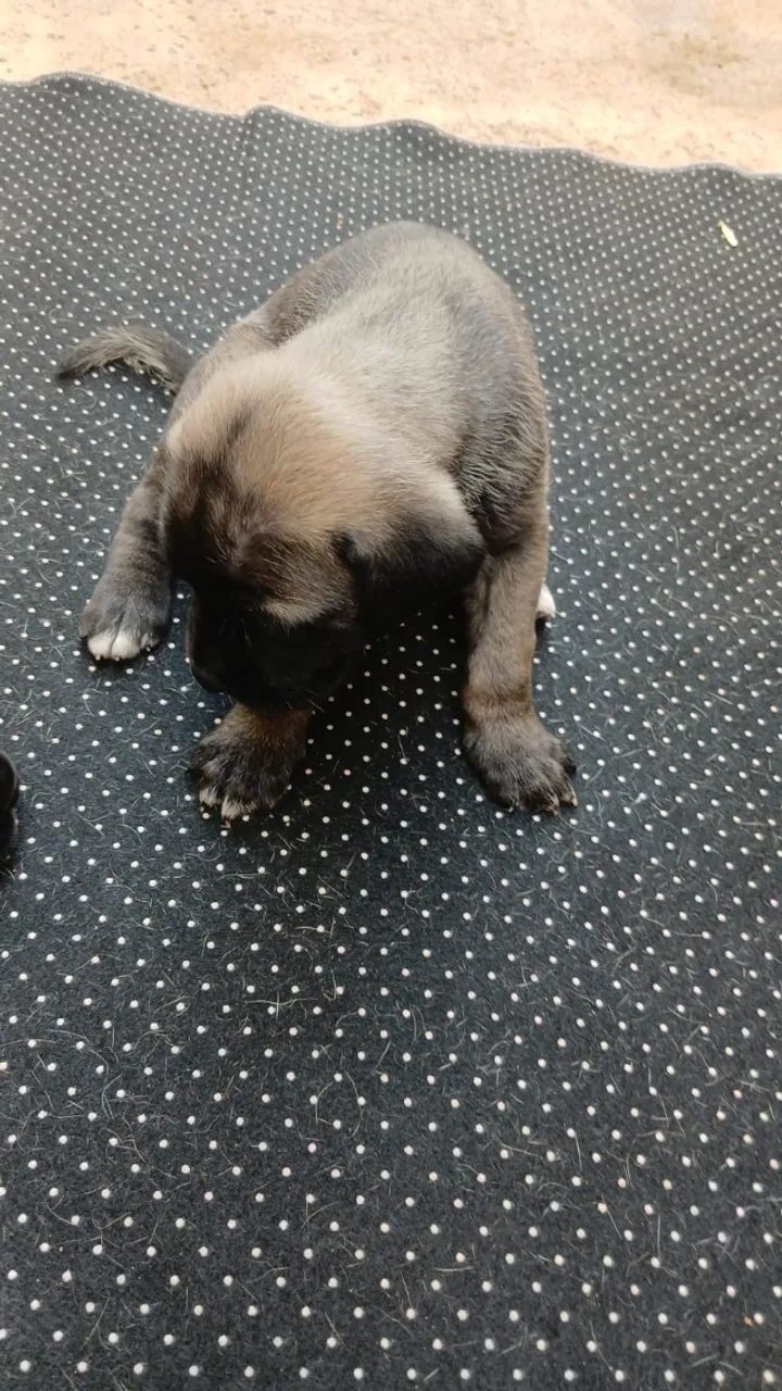 Cane Corso Pedigree SOBRACI - Foto 4