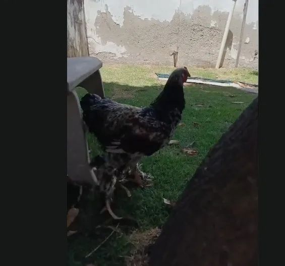 Galo Brahma e galinha caipira