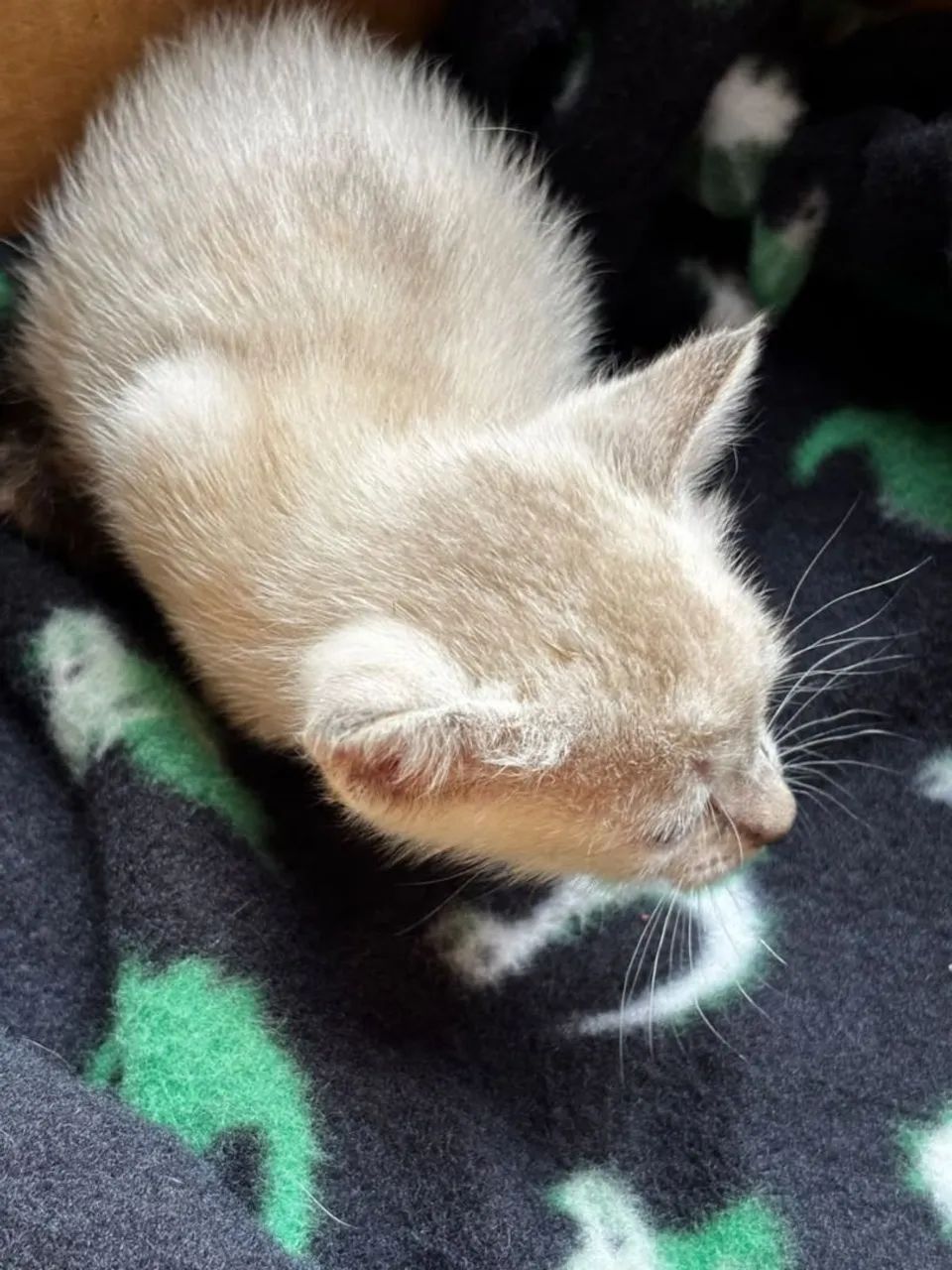 Doa-se gato  - Foto 2