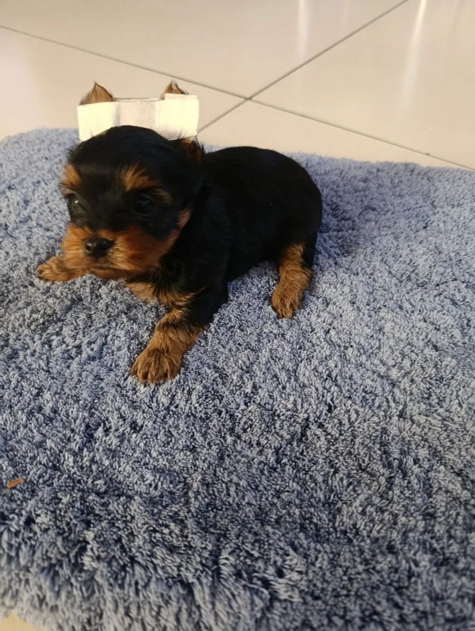 Cachorro 