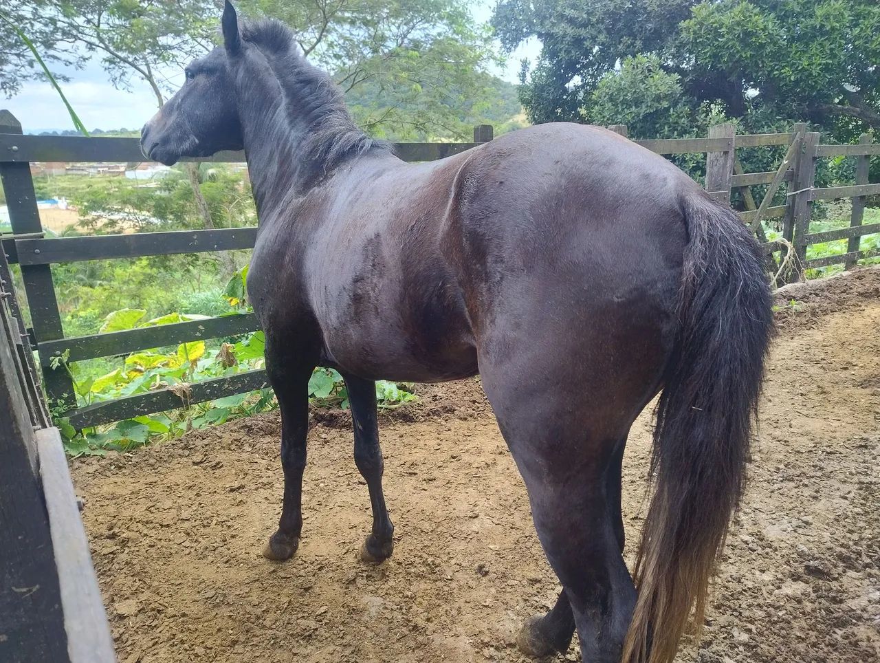 Piquira Macho - Foto 2