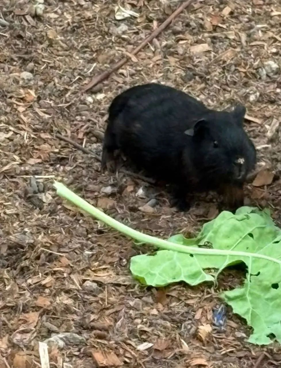 Porquinho da Índia Machinho  - Foto 3