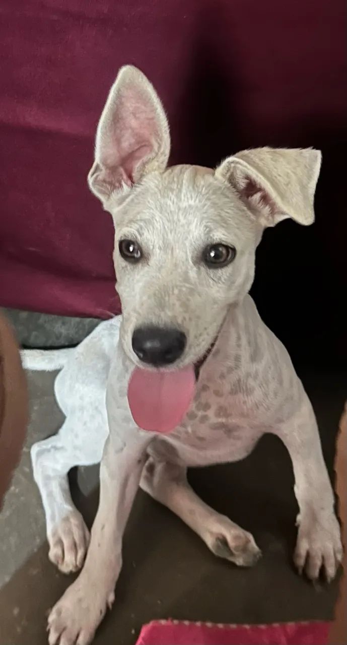 Cachorro  - Foto 4