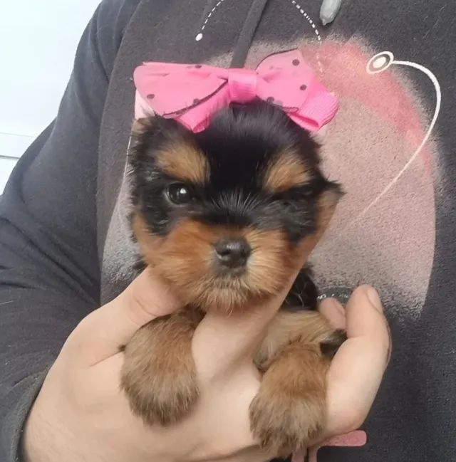 Yorkshire Mini Filhotes Pelagem Diferenciada 