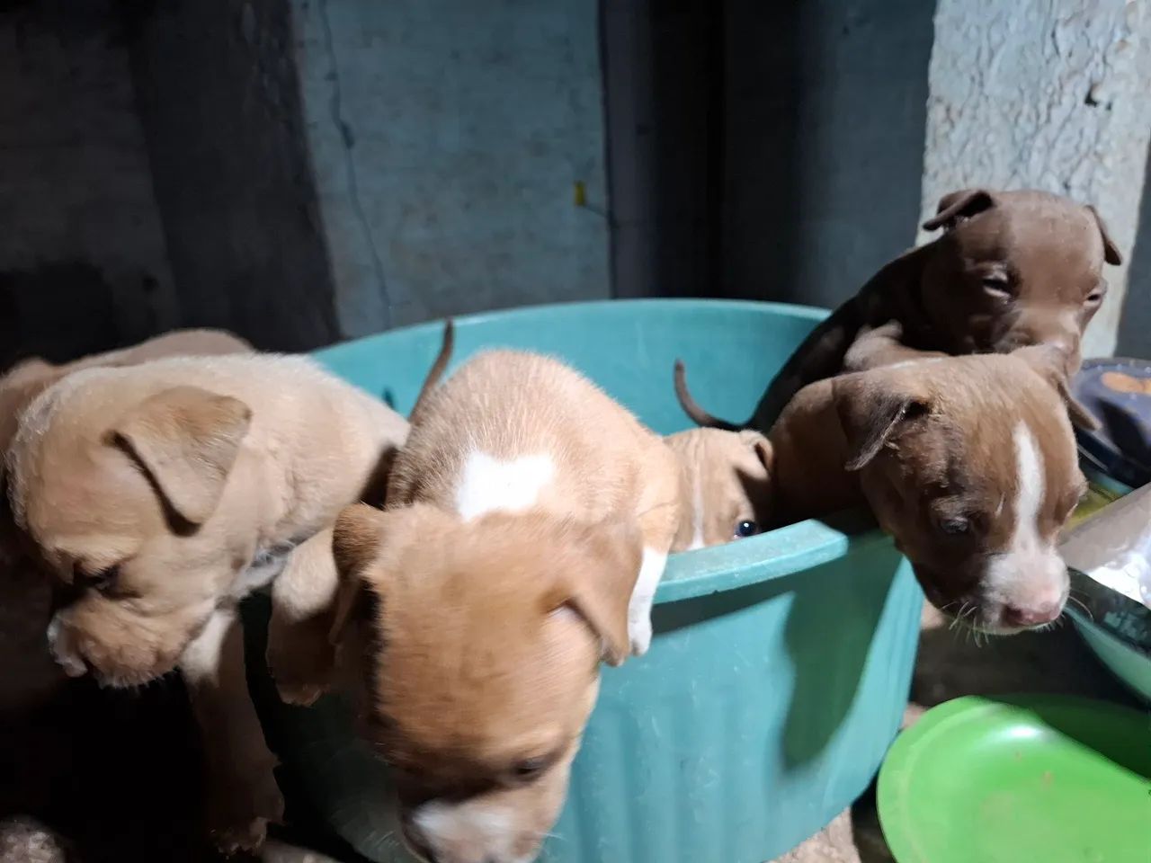 Cachorro - Foto 5