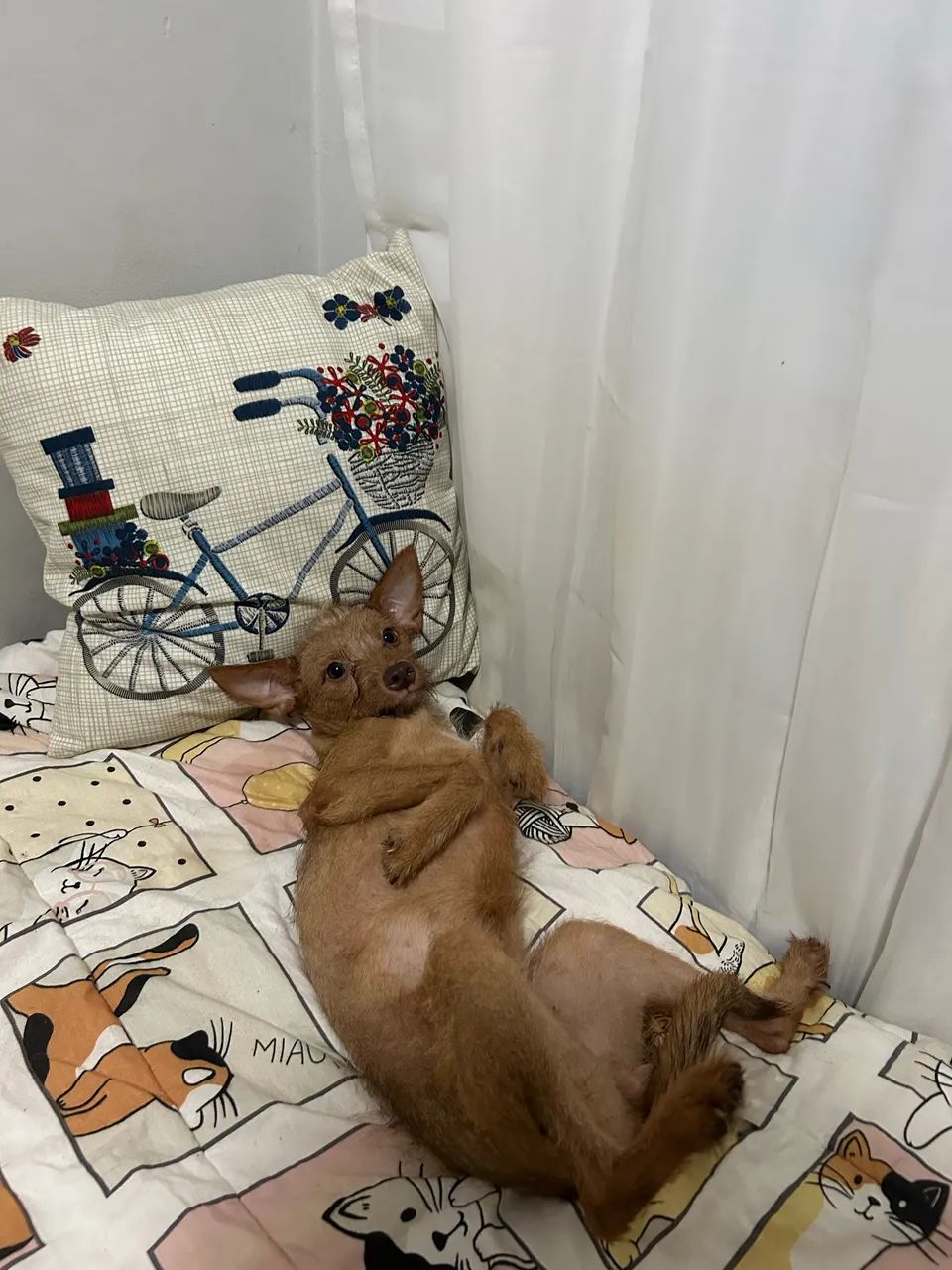 Fêmea para adoção  - Foto 2