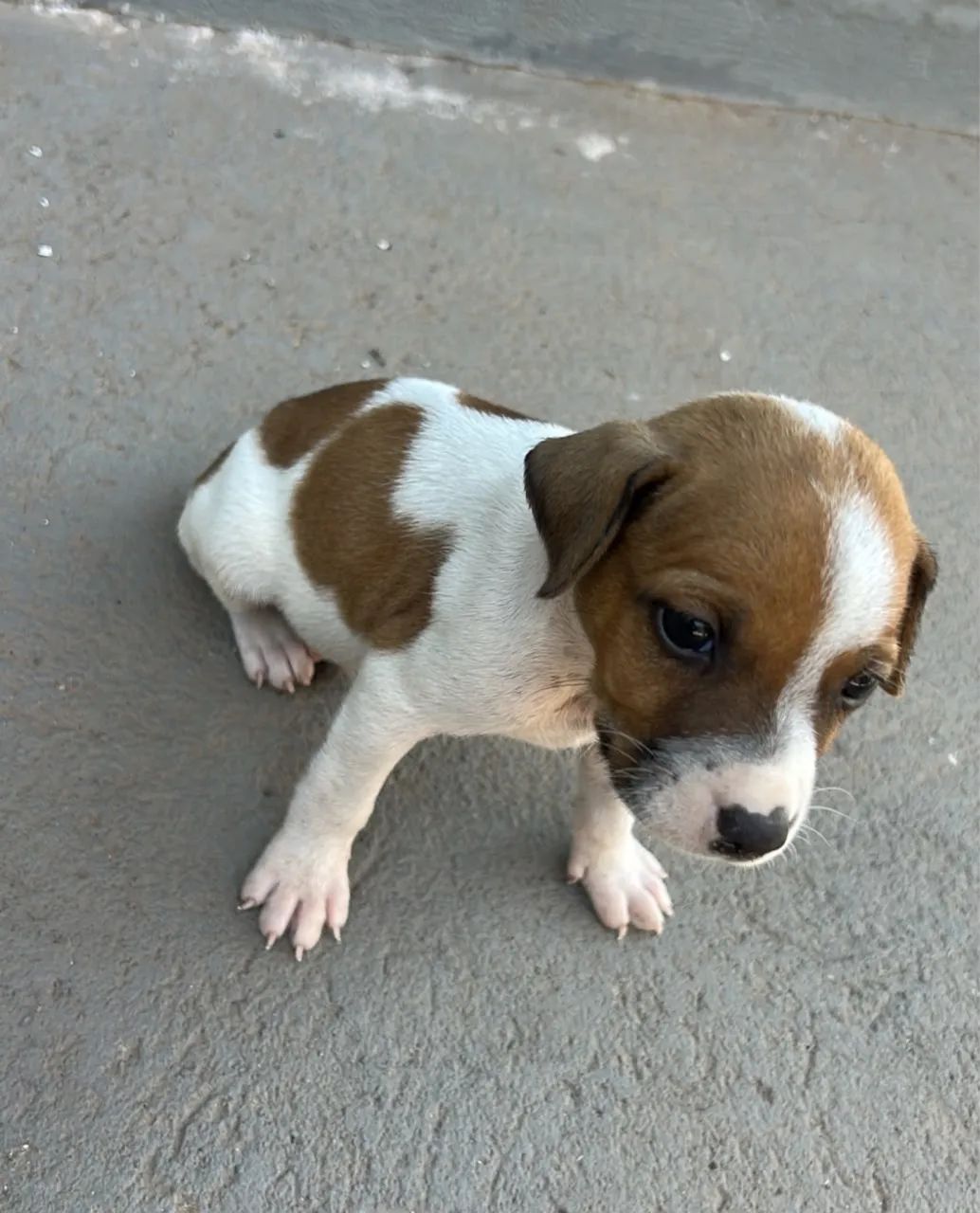 Doação de cachorrinhos Filhotes  - Foto 3