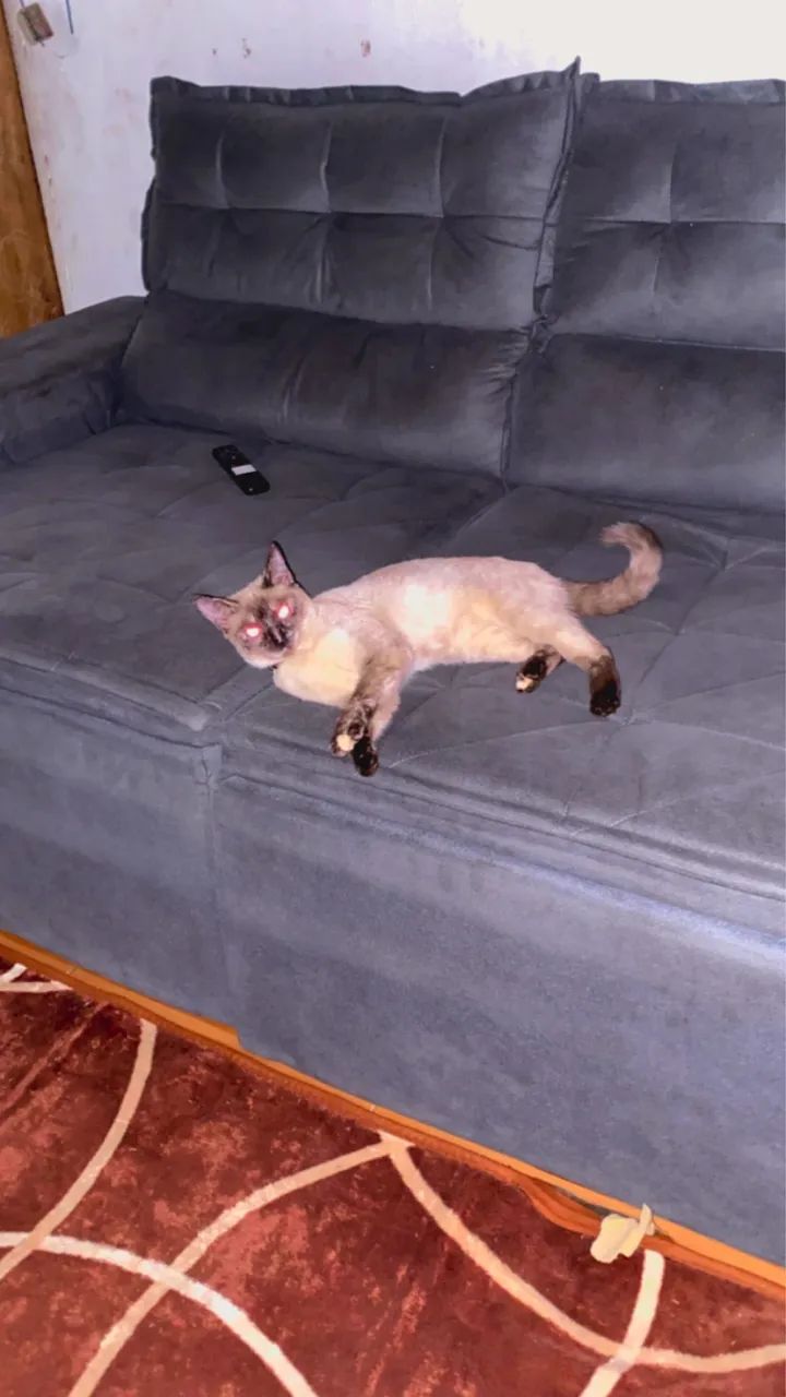 Gata adoção  - Foto 3