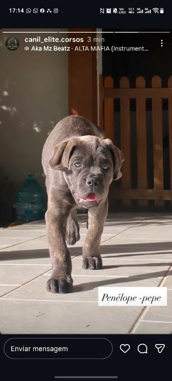 Filhote de cane corso com pedigree  - Foto 2