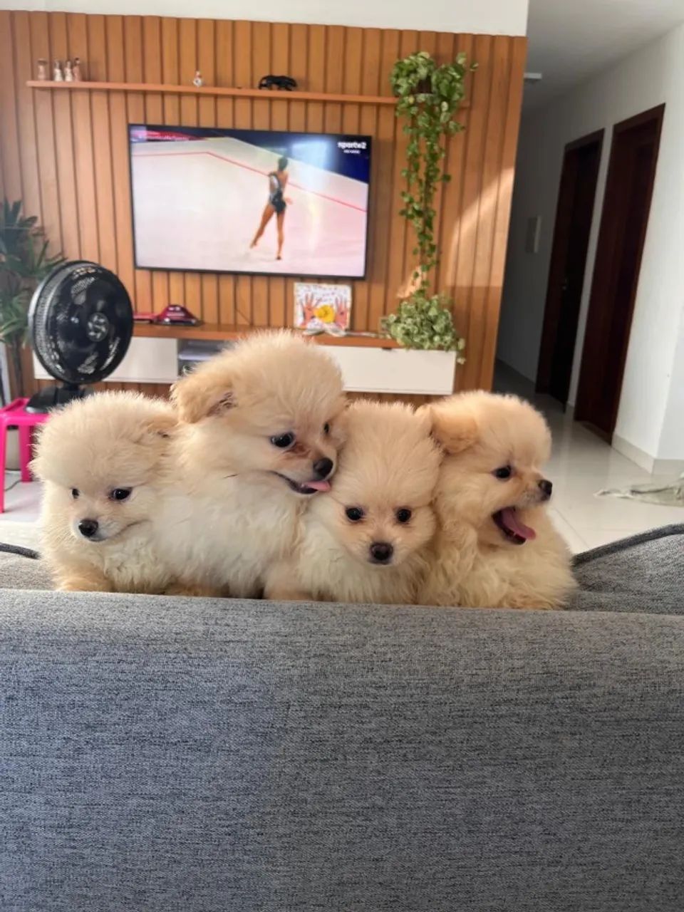 Filhote de Spitz Alemão- Lulu da Pomerânia A partir de 2.500,00 R$ - Foto 4