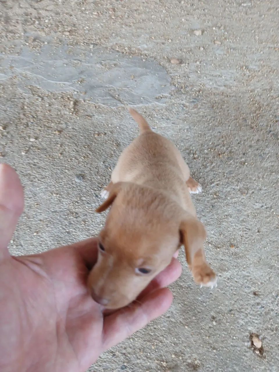 Animais doméstico  - Foto 2
