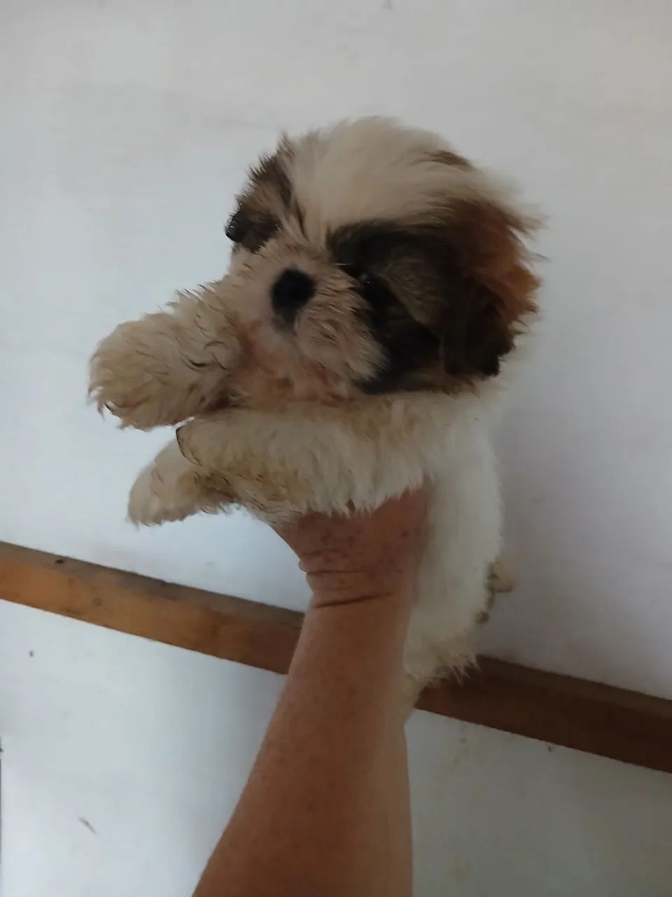 Shitzu machos e femea  - Foto 5