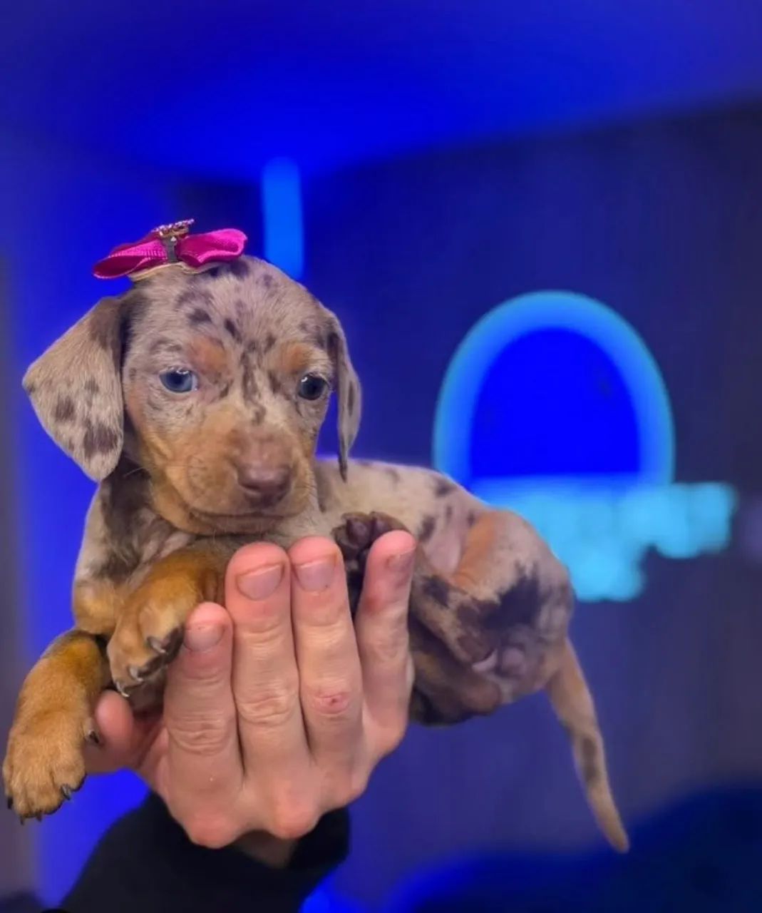 Dachshund