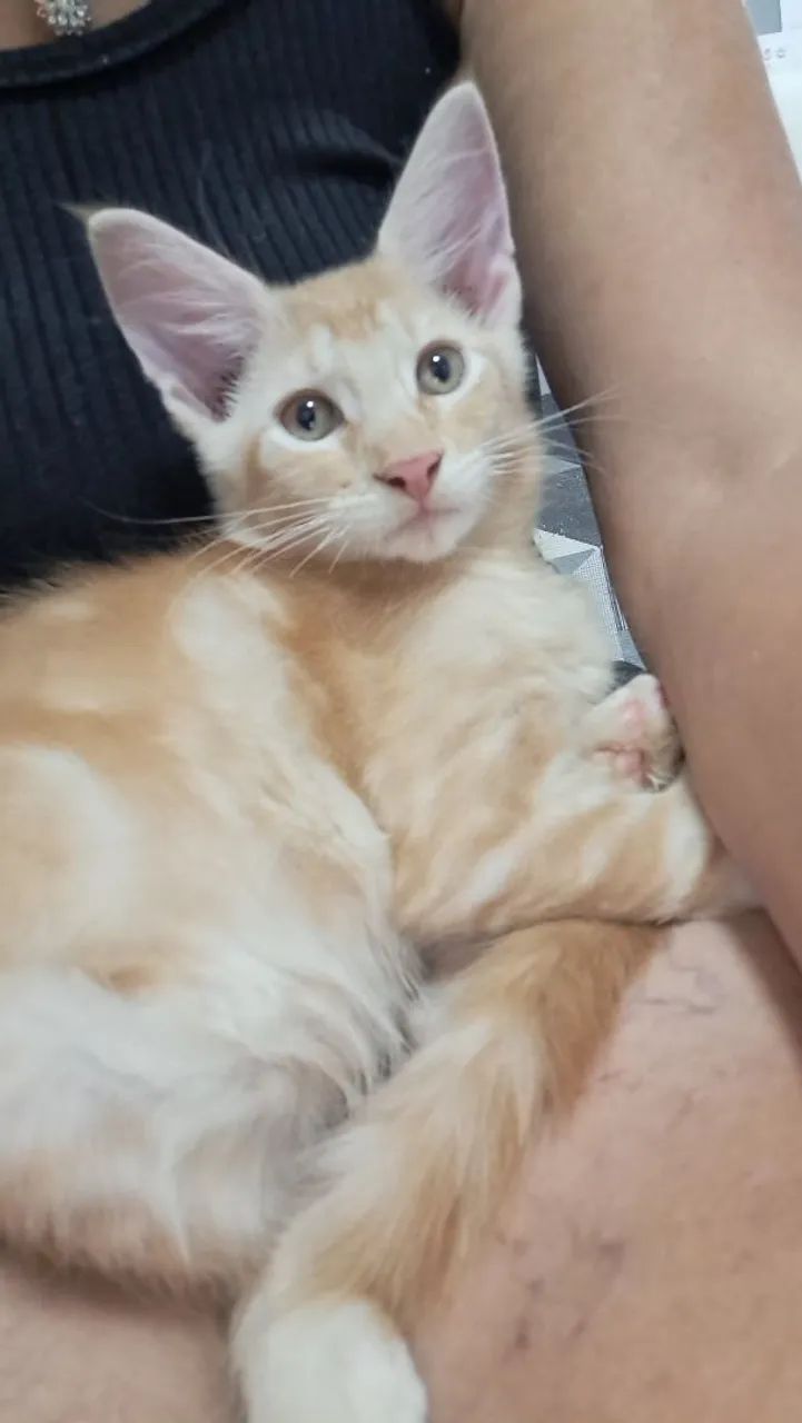 Mainnecoon  - Foto 3