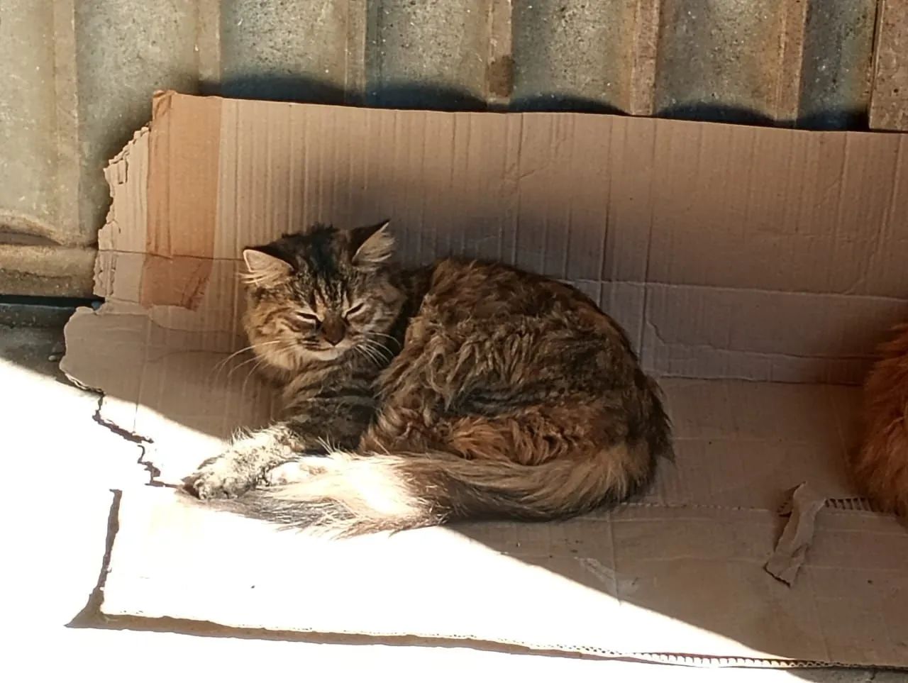 Gata. Persa - Foto 2