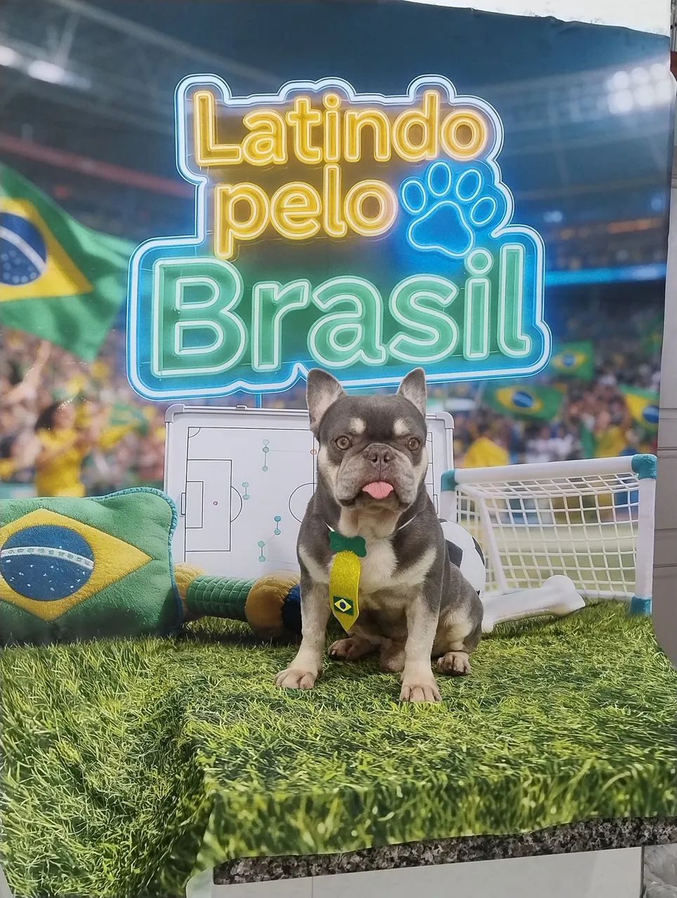 Bulldog Francês macho  - Foto 3