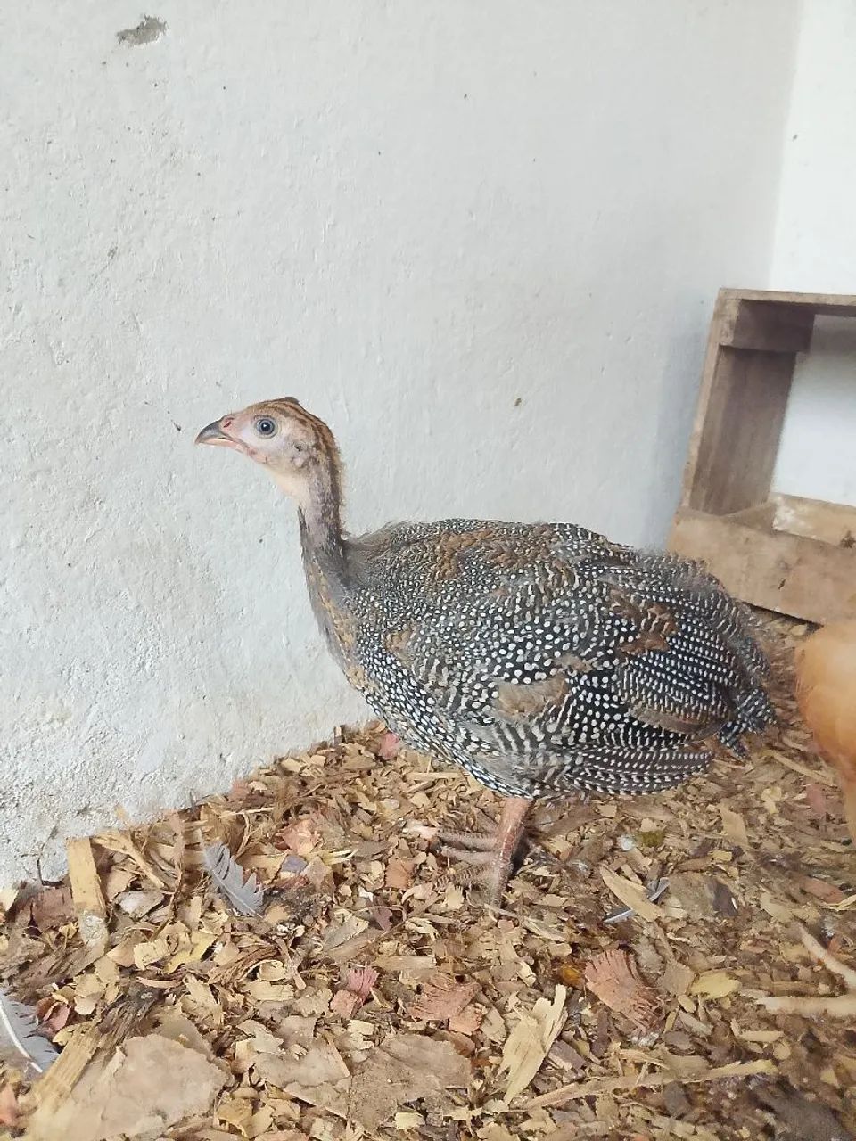 Vedo um lote com. 10 frangos e 10 capotes  - Foto 5