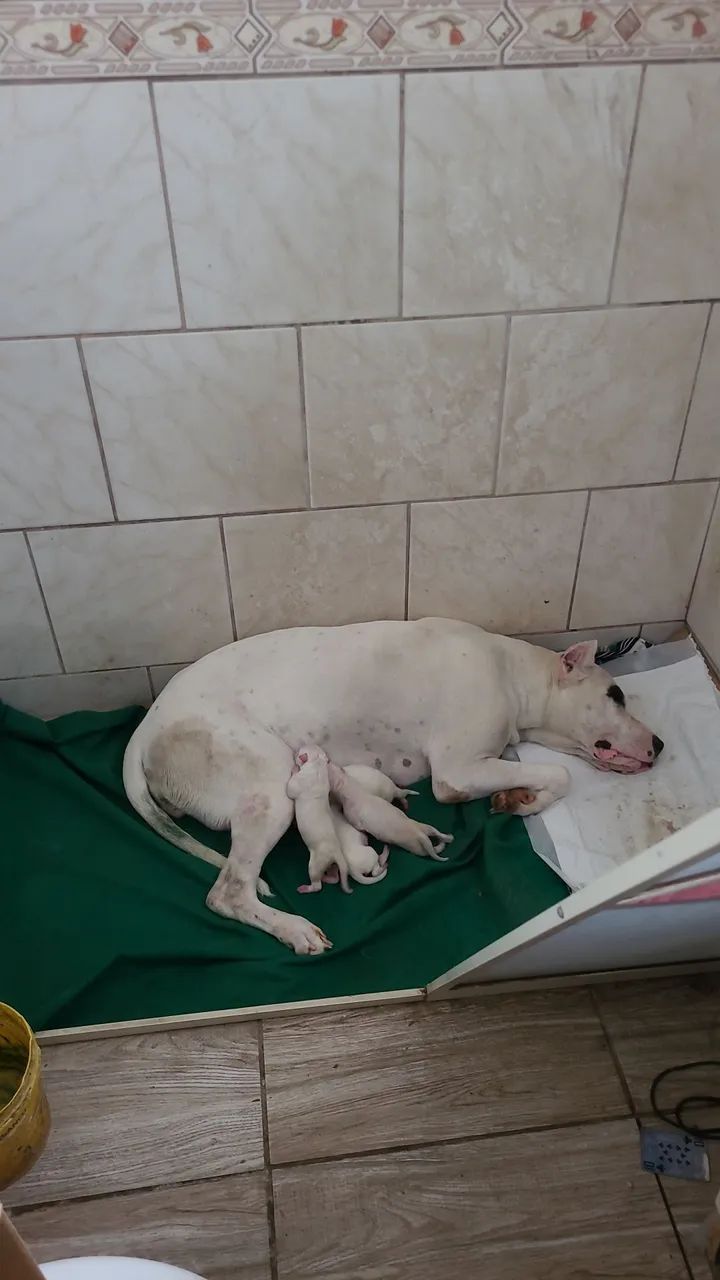 Dogo Argentino