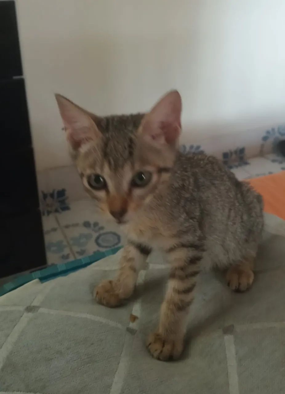 gato - Foto 5