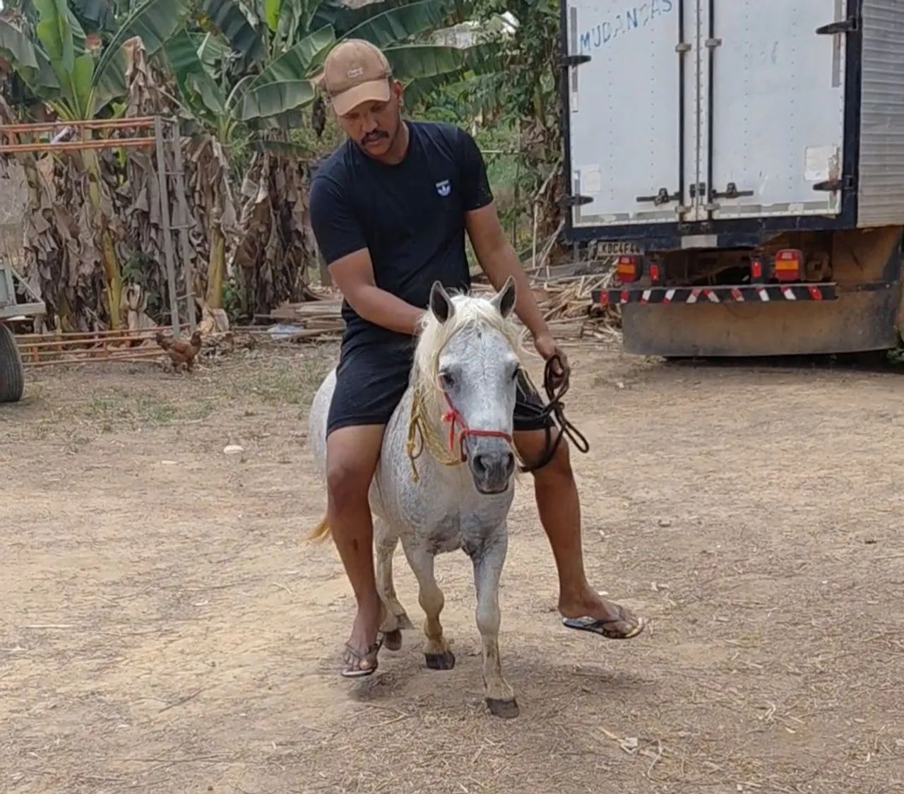 Cavalo ponei - Foto 2