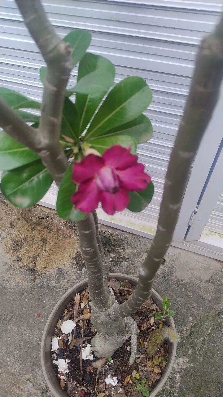 Rosa do deserto dobrada - rocha - Foto 3