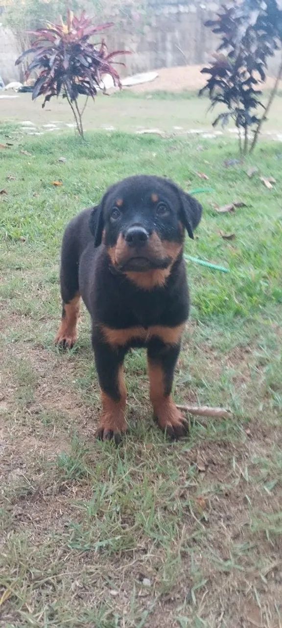 Filhotes de rottweiler  - Foto 2