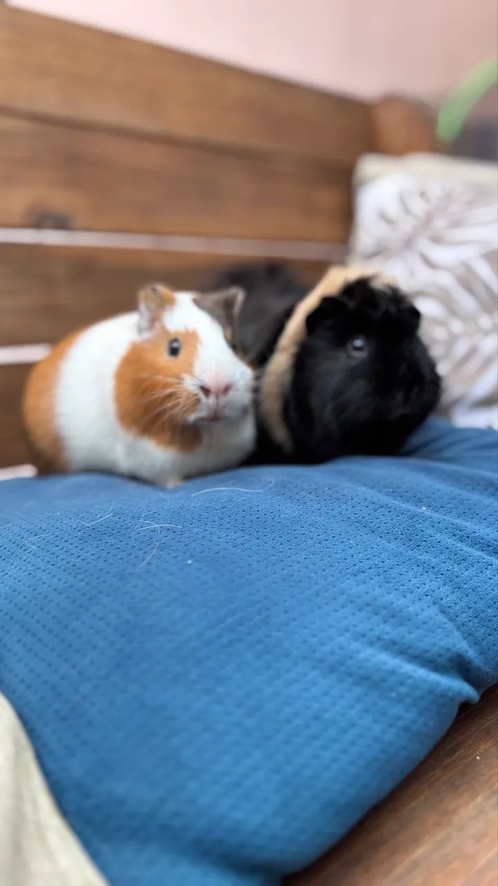 Porquinhos da Índia (2 machos) - Foto 3