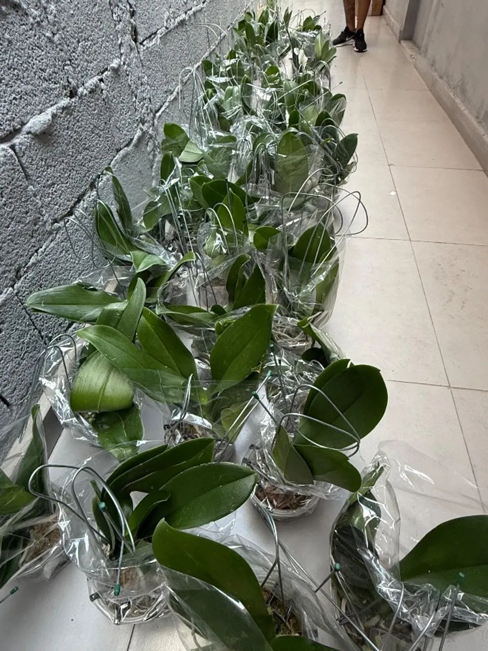 Orquídeas phaleonopsis 