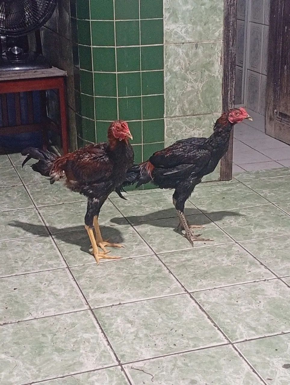 Vendo esses 2 Frangos   - Foto 3