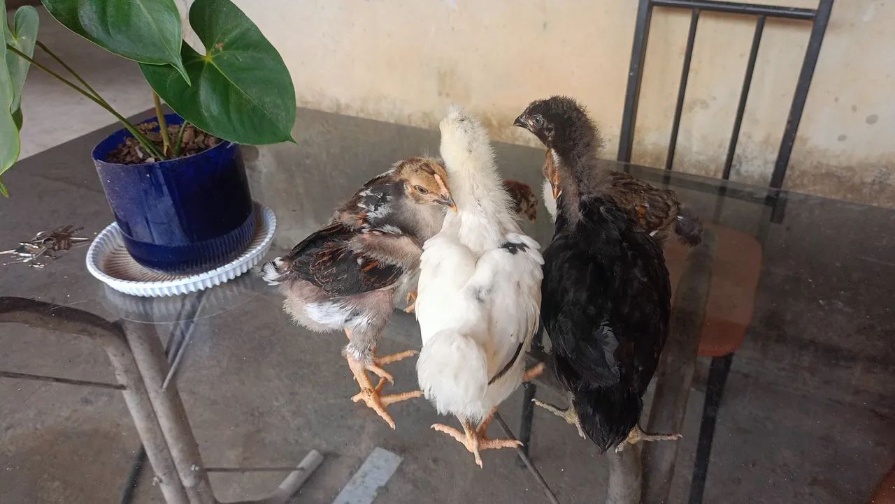 Pintos GSB  - Foto 2