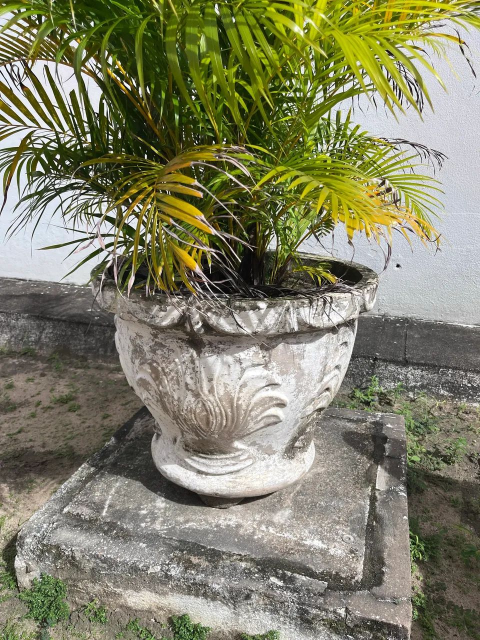 Jarro de plantas  - Foto 3