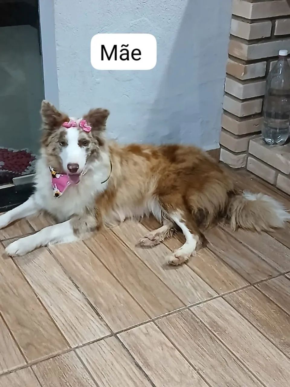 Border Collie  - Foto 5