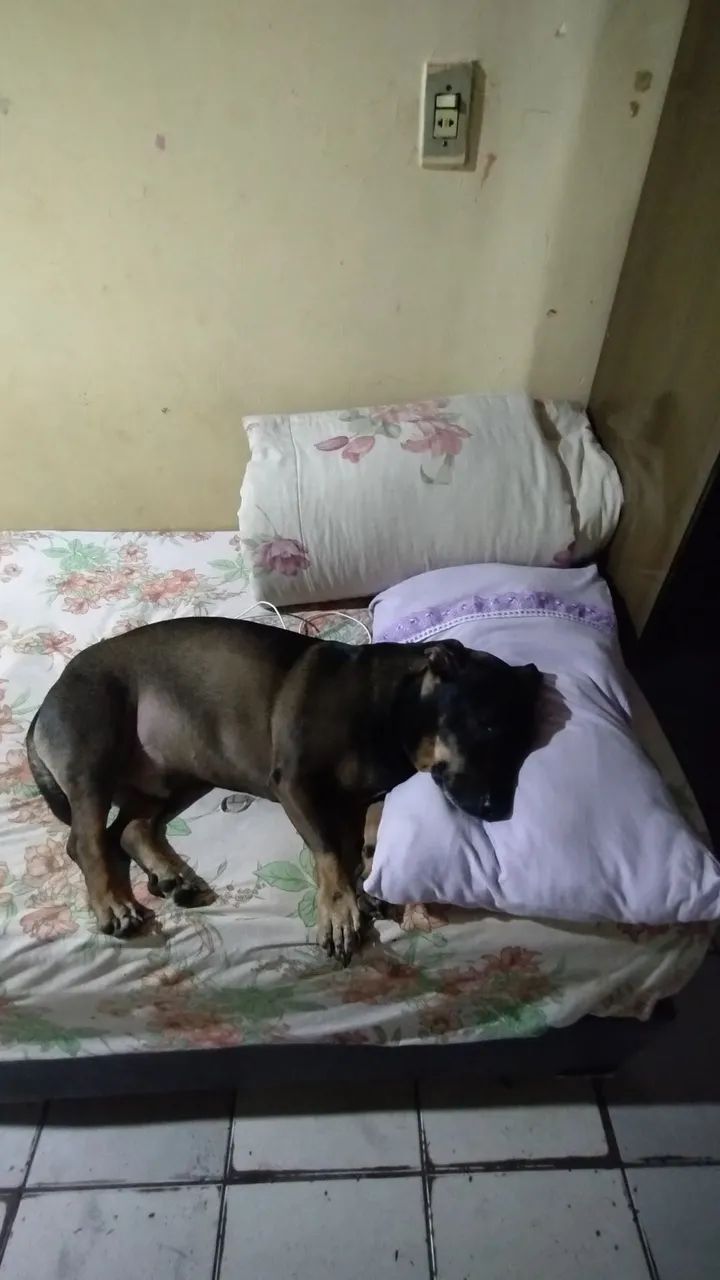Adoção Macho Castrado  - Foto 3