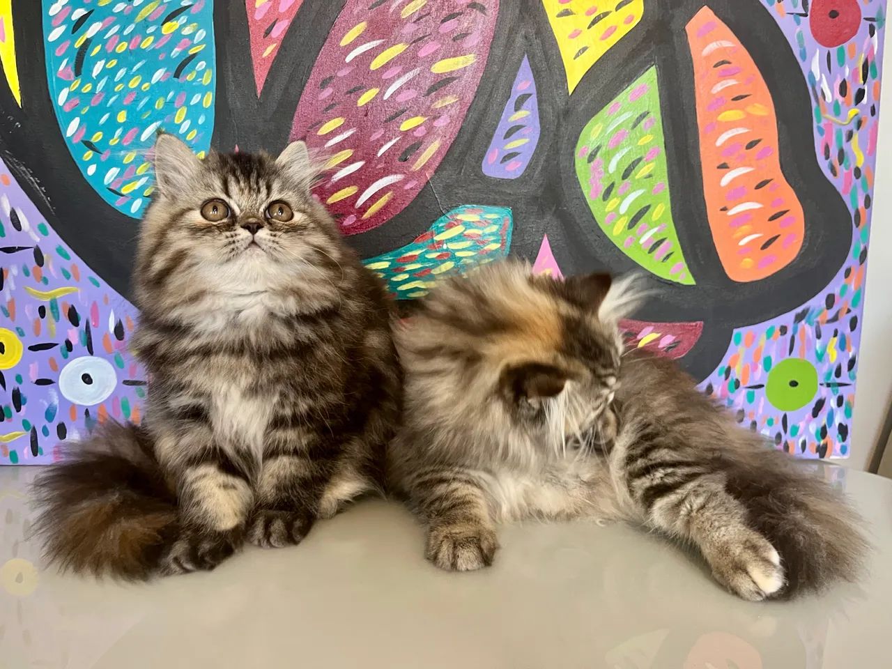 Gatinha Persa - Foto 3