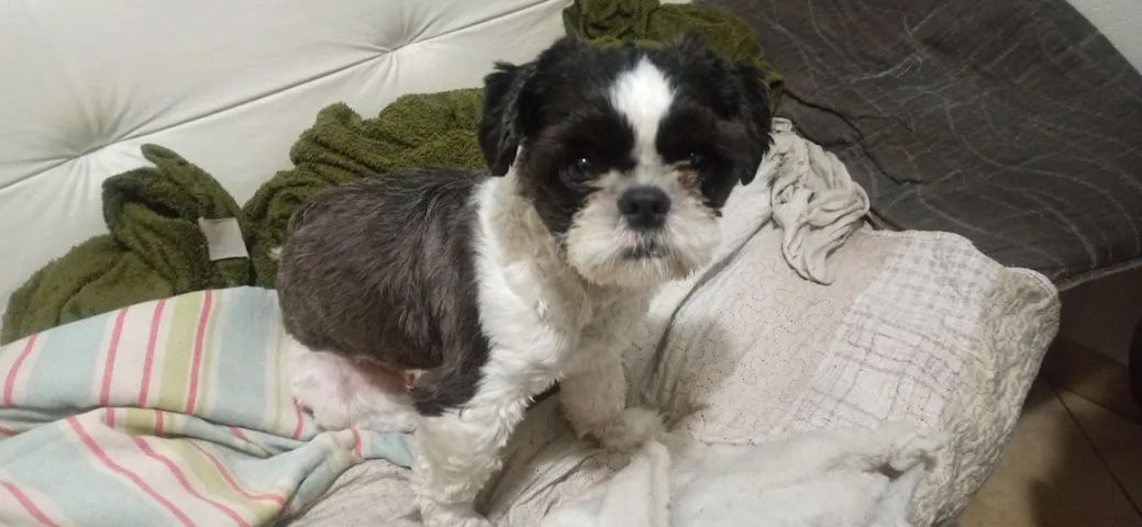 Cachorro - Foto 2