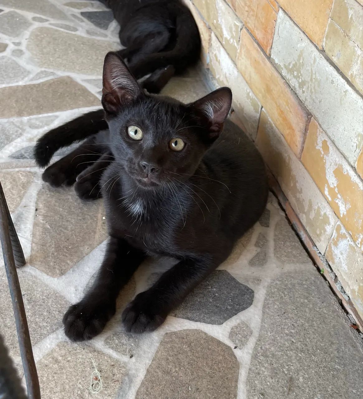 Gatinhos para doação  - Foto 6