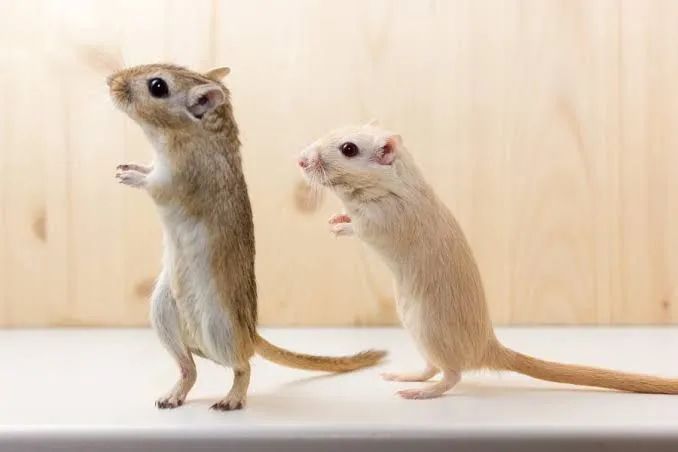 Esquilos da mongolia ( Gerbil ) 