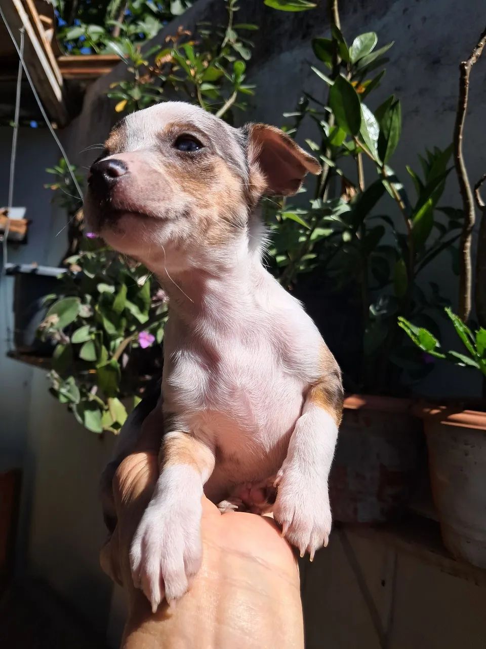 Cachorros  - Foto 3