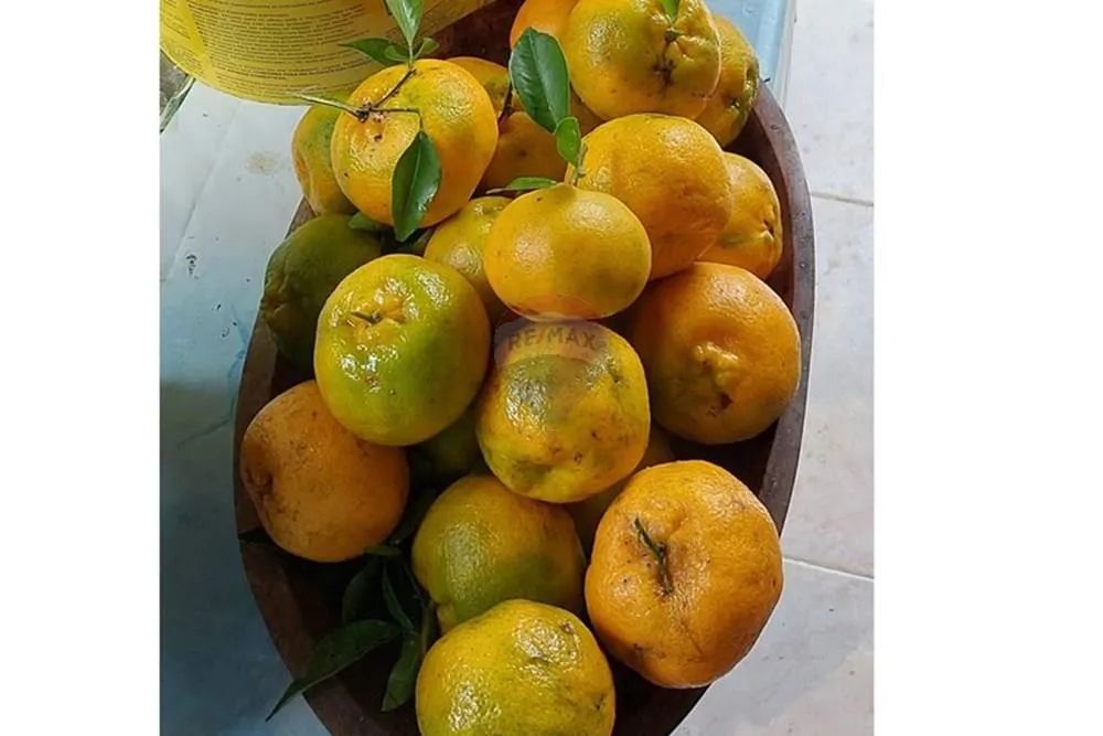 Chácara à venda em Mauá - Foto 4